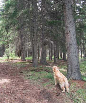 banff dog parks