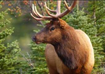 wildlife viewing in banff