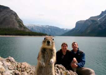 wildlife viewing in banff