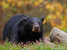 canadian bear