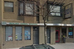 Beaches Animal Hospital. vet in Toronto, veterinarians in Toronto Canada