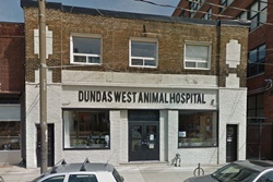 Dundas West Animal Hospital. vet in Toronto, veterinarians in Toronto Canada