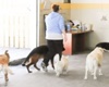pet friendly pet care in banff, canada