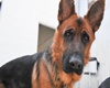 pet friendly pet care in banff, canada