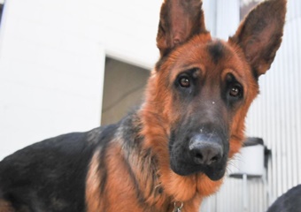 Paws Playgrounds pet care and boarding in Toronto, dog daycare in Toronto Canada