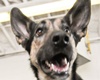 pet friendly pet care in banff, canada