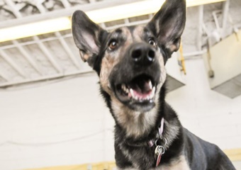 Paws Playgrounds pet care and boarding in Toronto, dog daycare in Toronto Canada