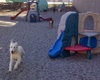 pet friendly pet care in banff, canada
