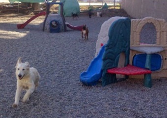 Paws Playgrounds pet care and boarding in Toronto, dog daycare in Toronto Canada