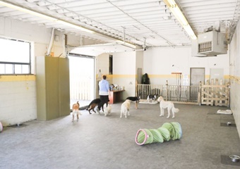 Paws Playgrounds pet care and boarding in Toronto, dog daycare in Toronto Canada