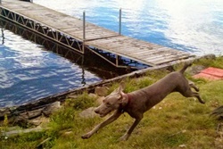 treetops pet resort pet friendly banff dog friendly alberta canada dog boarding and grooming