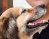 vet in Toronto Canada, veterinarian in Toronto Canada